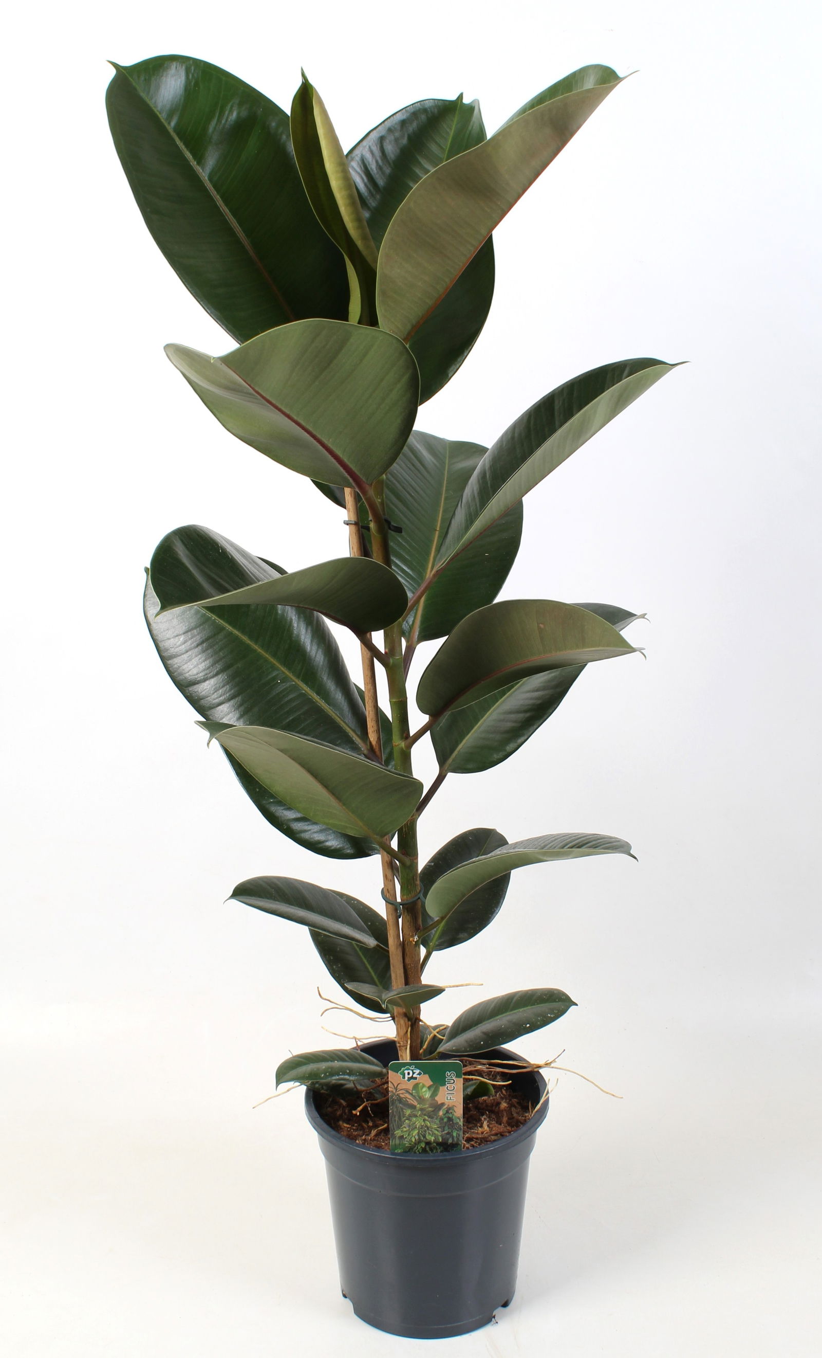 Vazoninis augalas fikusas, Ø 21, 65 cm, lot. FICUS ELASTICA