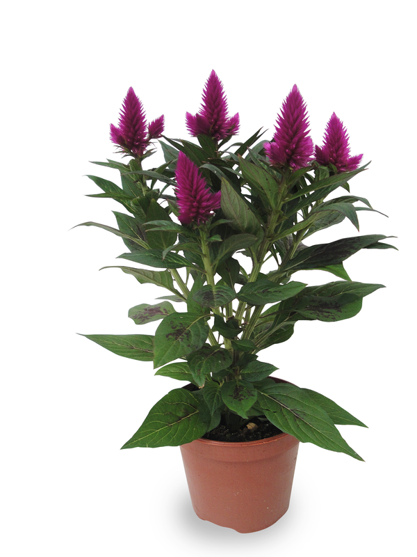 Lauko augalas celiozija, Ø 12, 30 cm, lot. Celosia Deep Purple