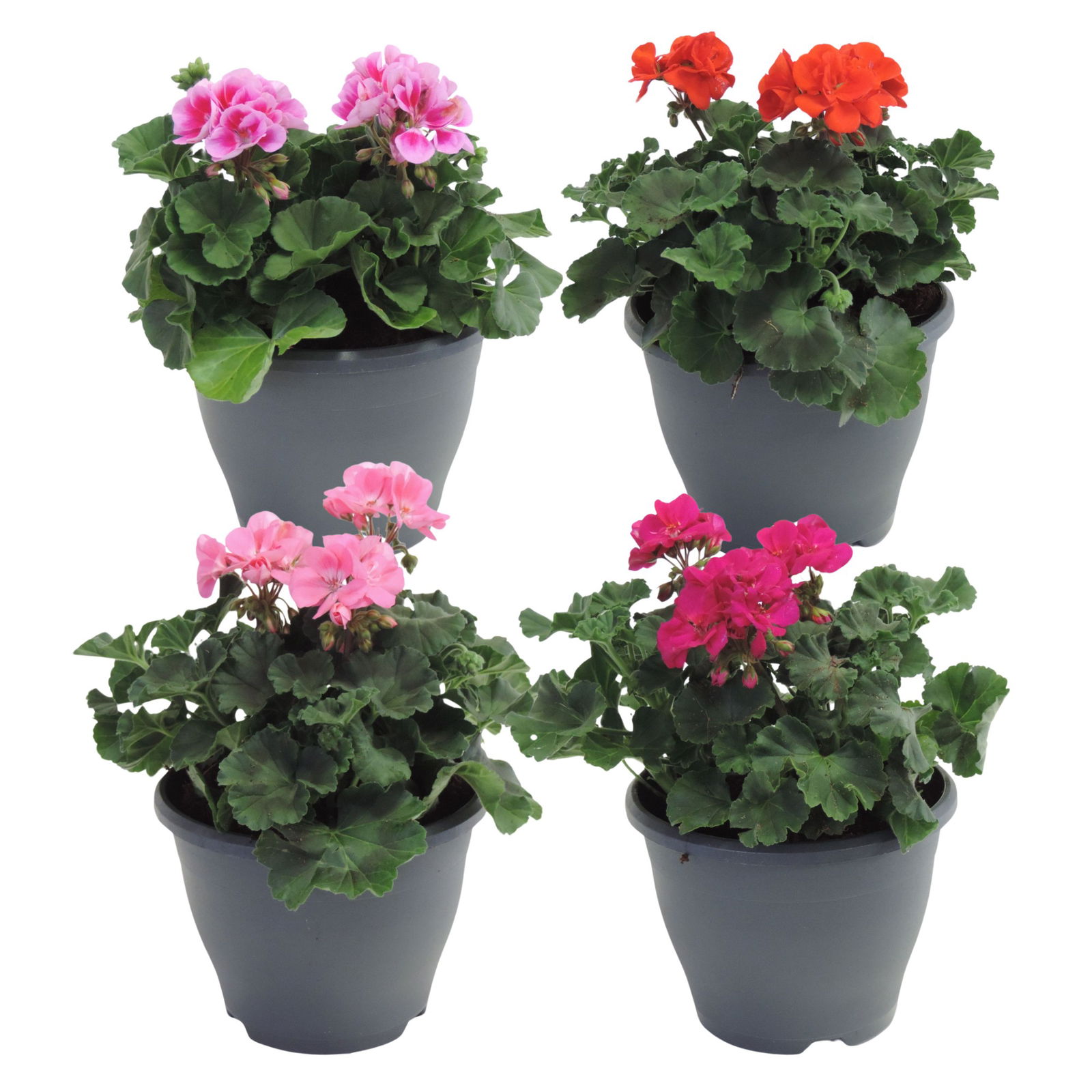 Lauko augalas pelargonija, Ø 19, 40 cm, lot. Pelargonium mix