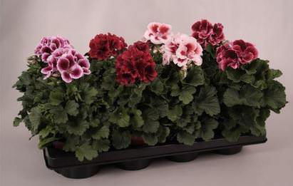 Lauko augalas pelargonija, Ø 15, 30 cm, lot. Pelargonium mix