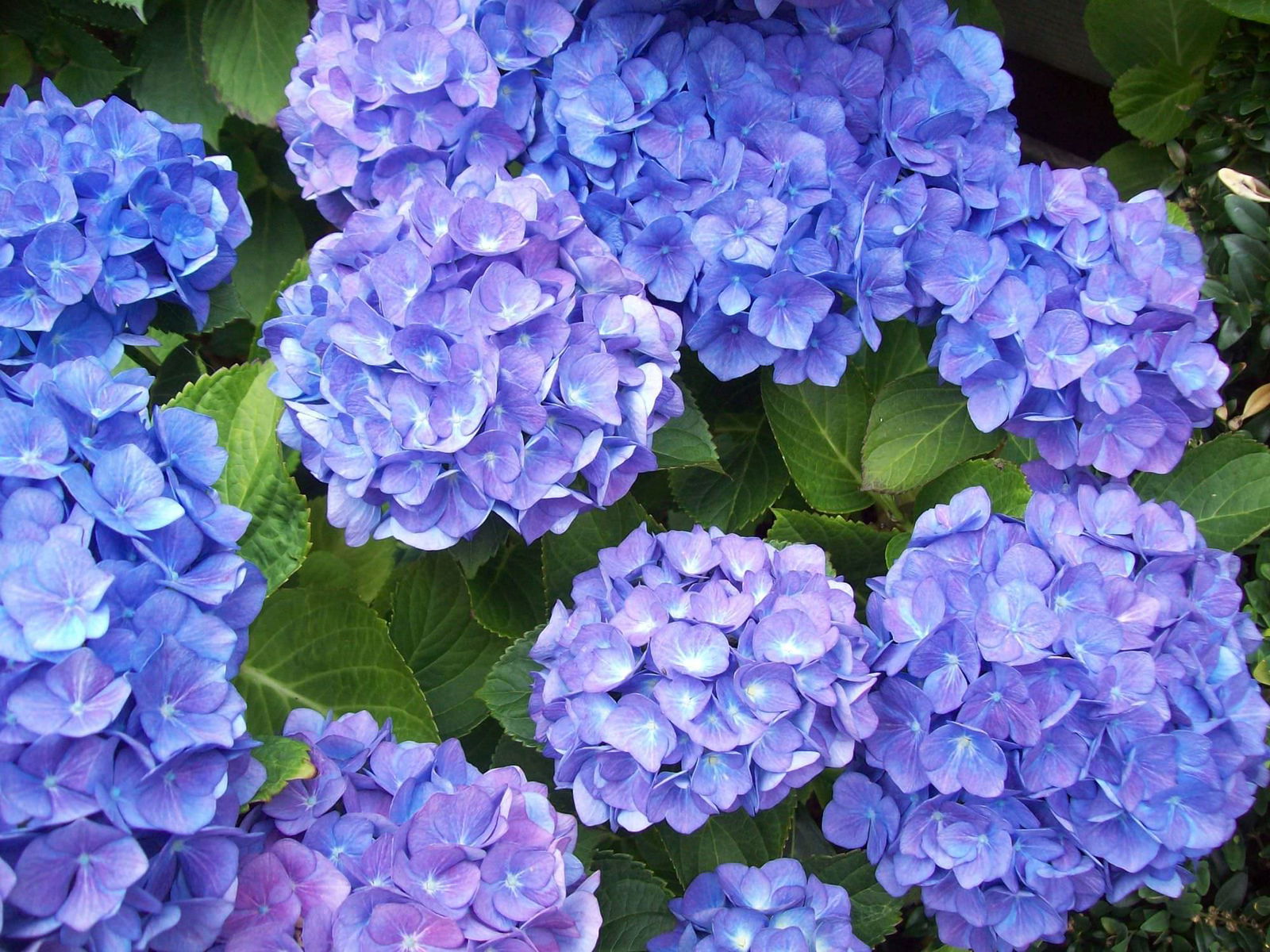 Lauko augalas didžialapė hortenzija, Ø 10,5, 20 cm, lot. Hydrangea mac. mix bicolor