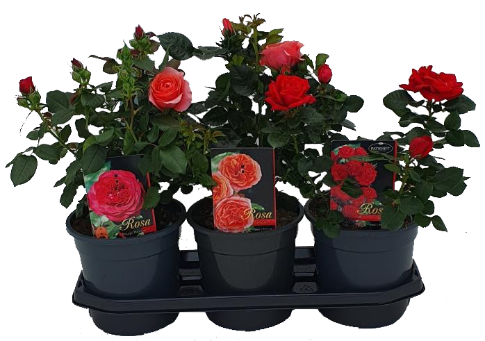 Lauko augalas krūminė rožė, Ø 19 , 45 cm, lot. Rosa bush mix
