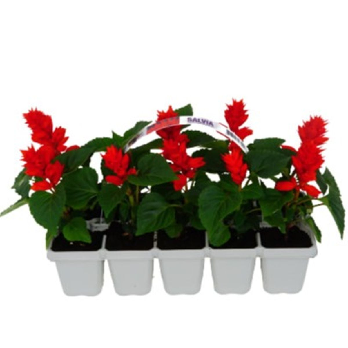 Šalavijo daigai pakuotėje, 10 vnt., lot. SALVIA