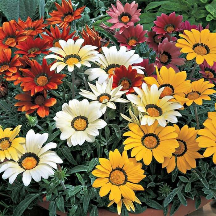 Lauko augalas gazanija, Ø 10,5, 25 cm, lot. Gazania