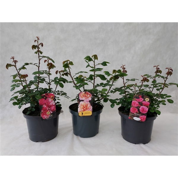 Lauko augalas krūminė rožė, Ø 23 , 45 cm, lot. Rosa bush mix
