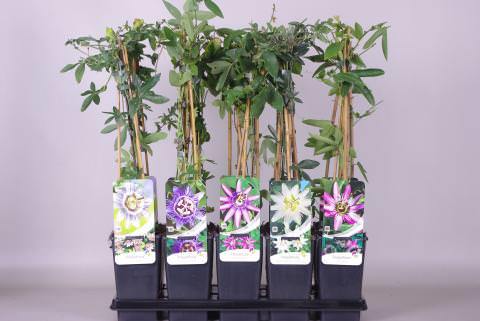Lauko augalas pasiflora, Ø 12, 50 cm, lot. Passiflora