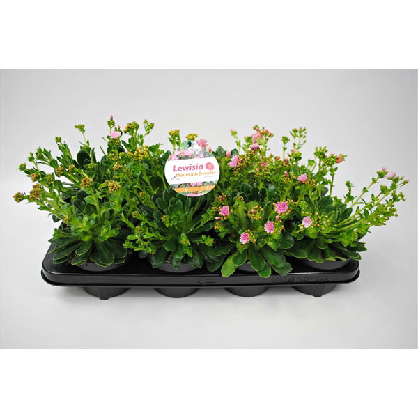 Lauko augalas Levisija, daugiametis, Ø 10,5, 20 cm, lot. Lewisia