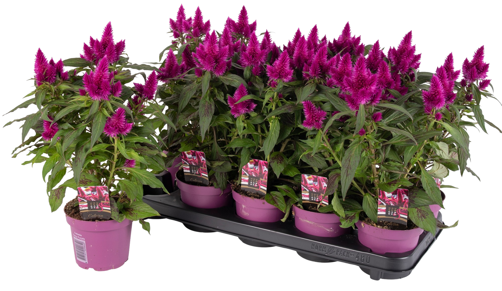 Lauko augalas celiozija, Ø 12 , 32 cm, lot. Celosia Hot Topic
