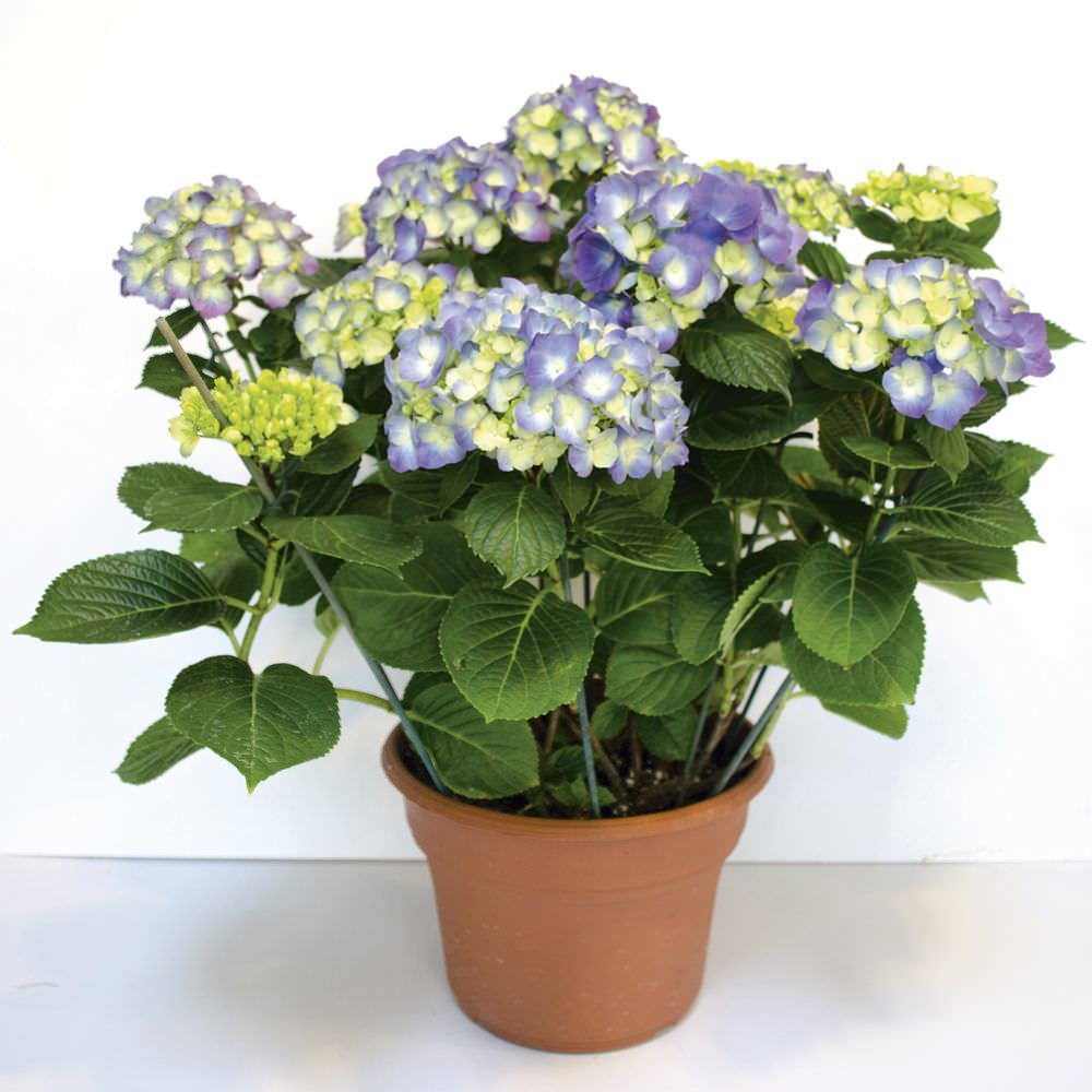 Lauko augalas didžialapė hortenzija, Ø 17, 30 cm, lot. Hydrangea mac. XS Little mix