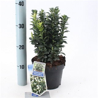 Lauko augalas ožekšnis, daugiametis, Ø 17, 25 cm, lot. Euonymus japonicus Paloma Blanca