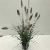 Lauko augalas soruolė, Ø 17, 40 cm, lot. PENNISETUM MIX