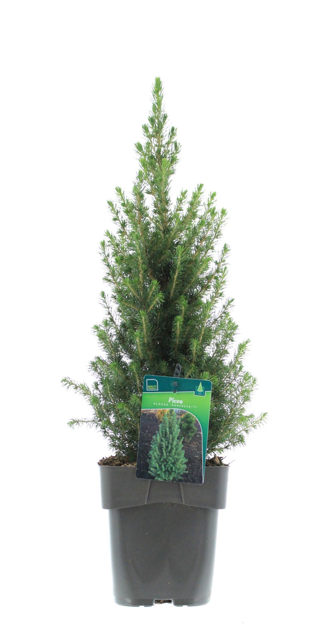 Lauko augalas baltoji eglė, Ø17, 60 cm, lot. PICEA GLAUCA PERFECTA
