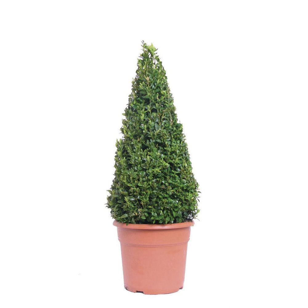 Lauko augalas dekoratyvinė vyšnia, Ø 19, 40 cm, lot. Prunus mix