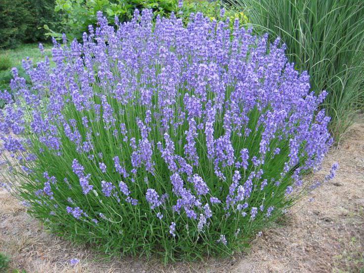 Lauko augalas levanda, daugiametis, Ø 12, 25 cm, lot. Lavandula ang. Hidcote