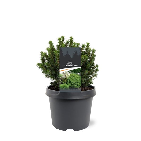 Lauko augalas baltoji eglė, Ø 15, 60 cm, lot. PICEA GLAUCA DECEMBER