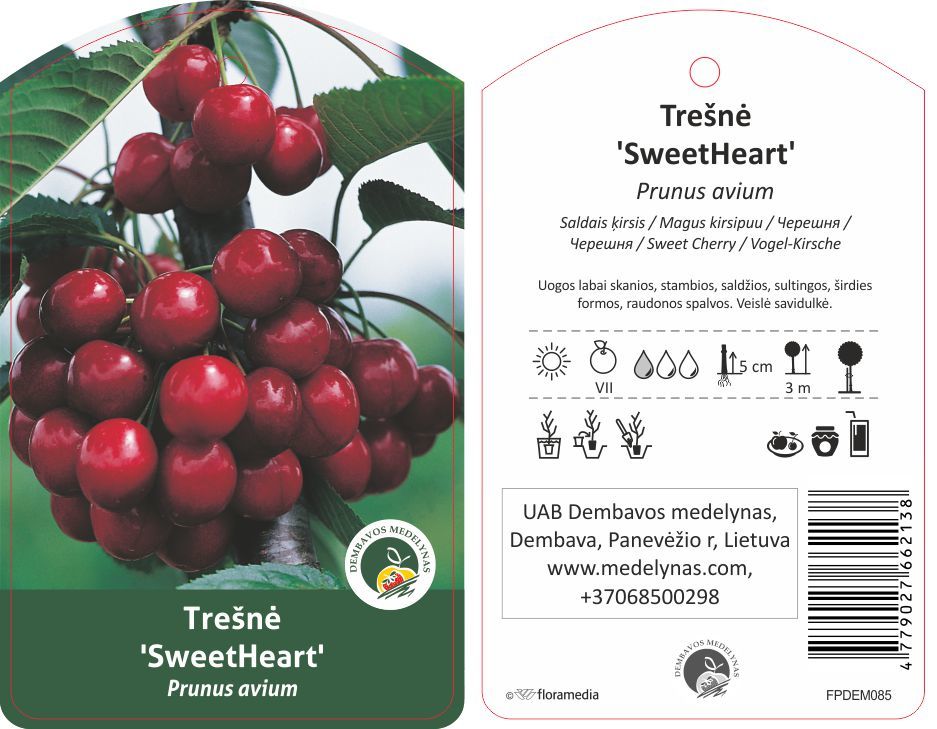 Vaismedis trešnė SWEET HEART