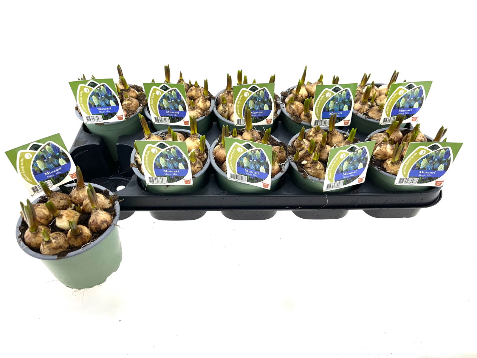 Vazoninis augalas žydrė, Ø 12, 15 cm, lot. MUSCARI