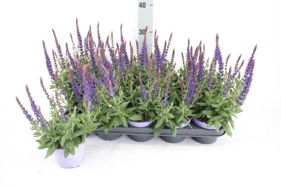Lauko augalas šalavijas, daugiametis, Ø 13, 40 cm, lot. Salvia nem.