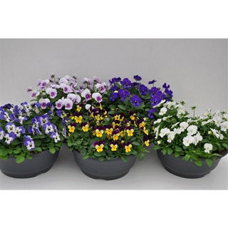 Lauko augalas Našlaitė, Ø 19, 25 cm, lot. Viola mixed