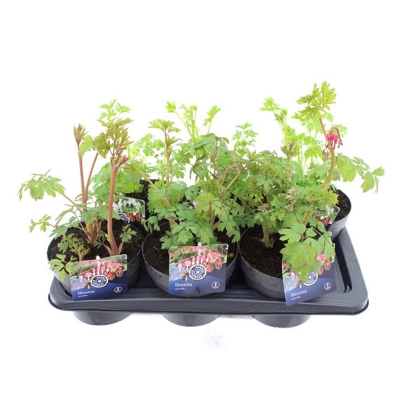 Lauko augalas auskarėliai, Ø 11, 30 cm, lot. DICENTRA MIX