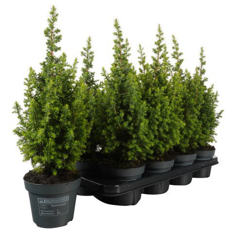 Lauko augalas baltoji eglė CONICA, Ø 13, 40 cm, lot. PICEA GLAUCA CONICA