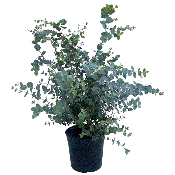 Vazoninis augalas eukaliptas, Ø 12, 40 cm, lot. EUCALYPTUS CINEREA SILVER DOLLAR