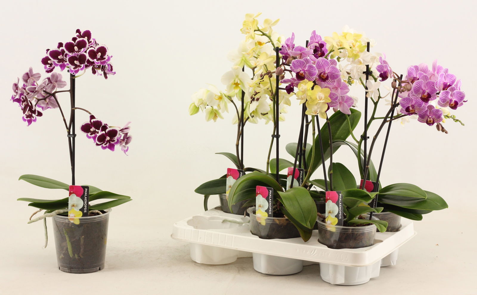 Vazoninis augalas orchidėja, Ø 12, 55 cm, lot. Orchid mix, 1 stiebas