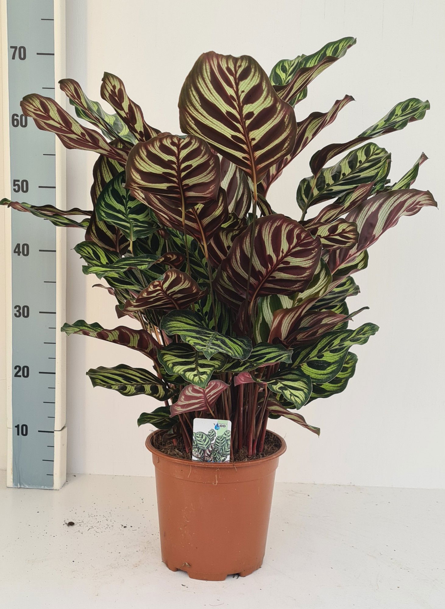 Vazoninis augalas kalatėja, Ø 19, 75 cm, lot. CALATHEA MAKOYANA