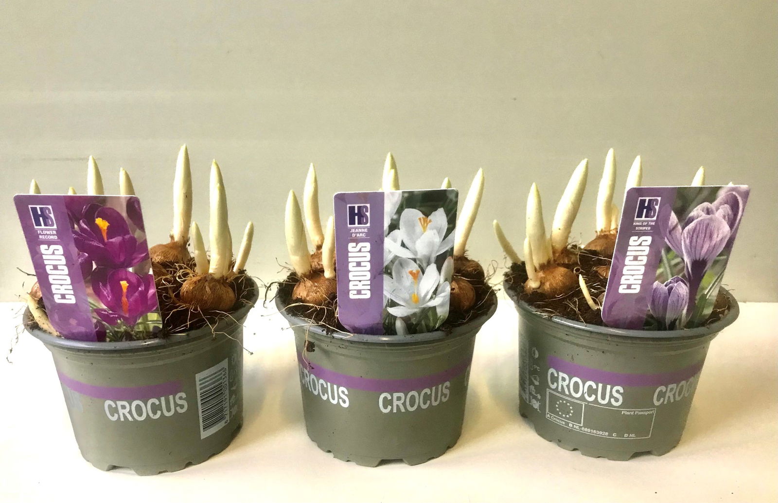 Vazoninis augalas krokas, Ø 12, 13 cm, lot. CROCUS MIX