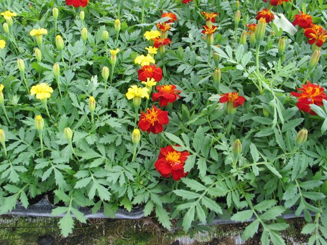 Lauko augalas smulkiažiedė tagetė, Ø 10, 14 cm, lot. TAGETES