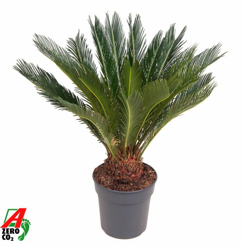 Vazoninis augalas cikas, Ø 24, 90 cm, lot. CYCAS REVOLUTA
