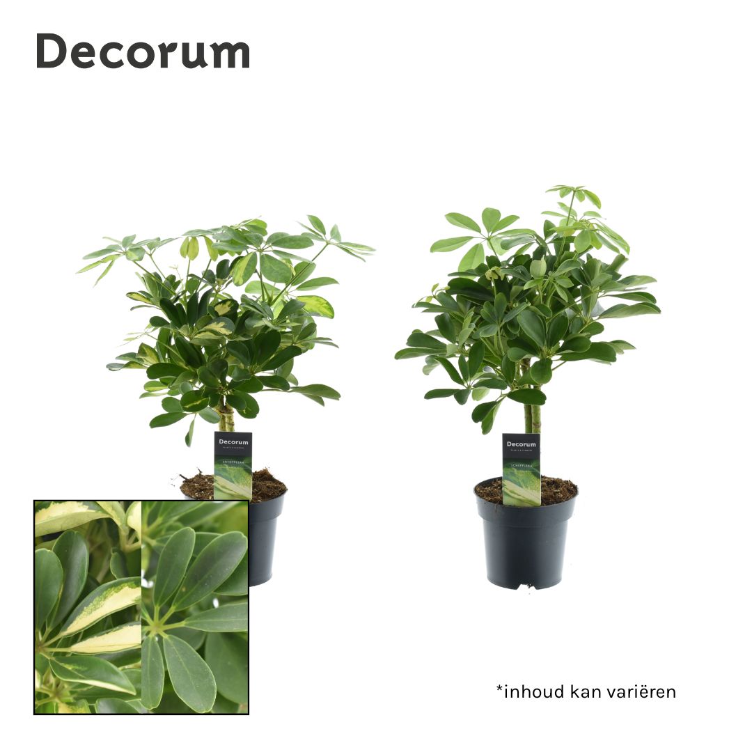 Vazoninis augalas šeflera, Ø 14, 50 cm, lot. SCHEFFLERA on stem