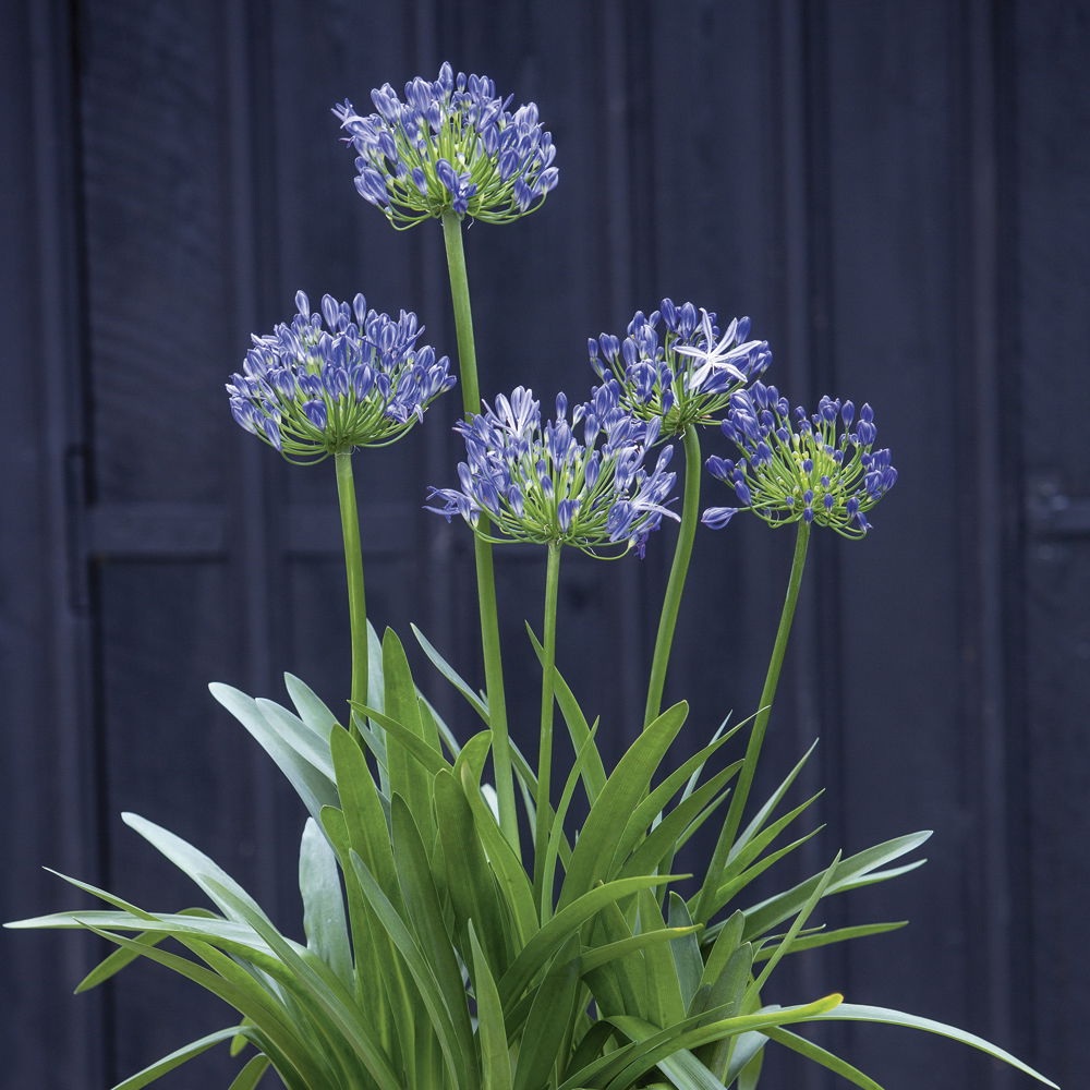 Lauko augalas Agapantas, Ø 17, 30 cm, lot. Agapanthus