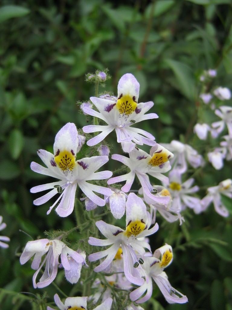 Lauko augalas Skeltažiedis, Ø 12, 30 cm, lot. Schizanthus Atlantis Mix