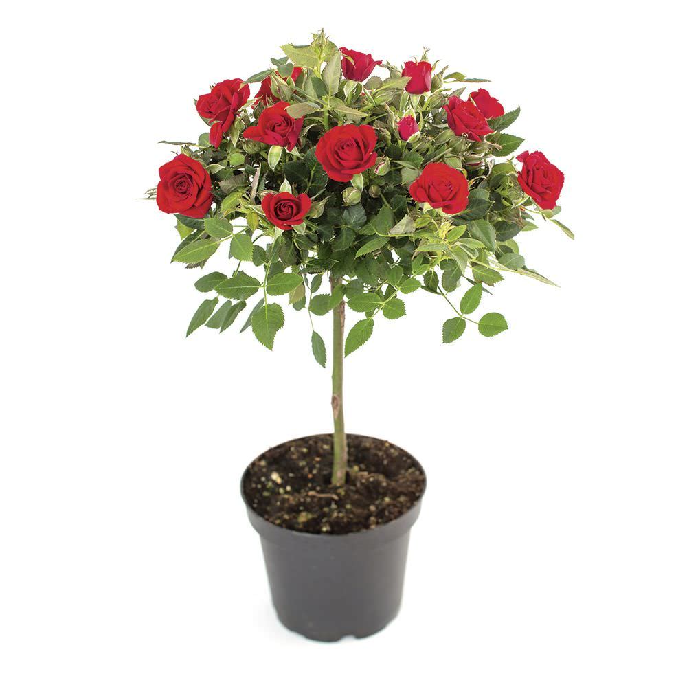 Lauko augalas rožė, Ø 17, 75 cm, lot. Rosa mix climbing Basics