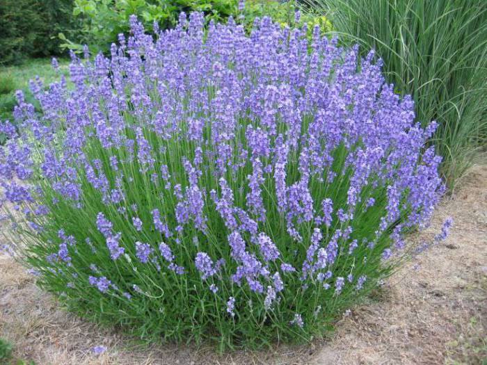 Lauko augalas levanda, daugiametis, Ø 23, 50 cm, lot. Lavandula ang. Hidcote