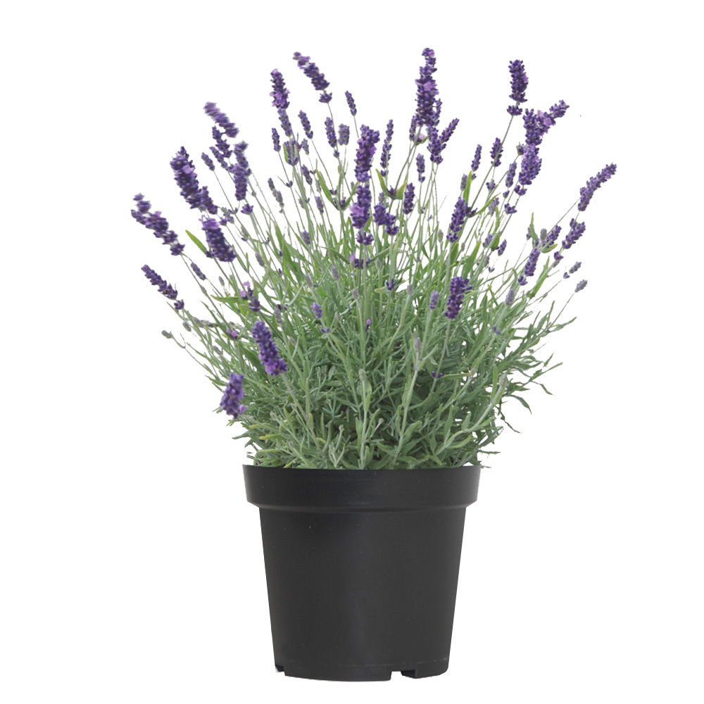 Lauko augalas levanda, daugiametis, Ø 17, 35 cm, lot. Lavandula ang. Hidcote