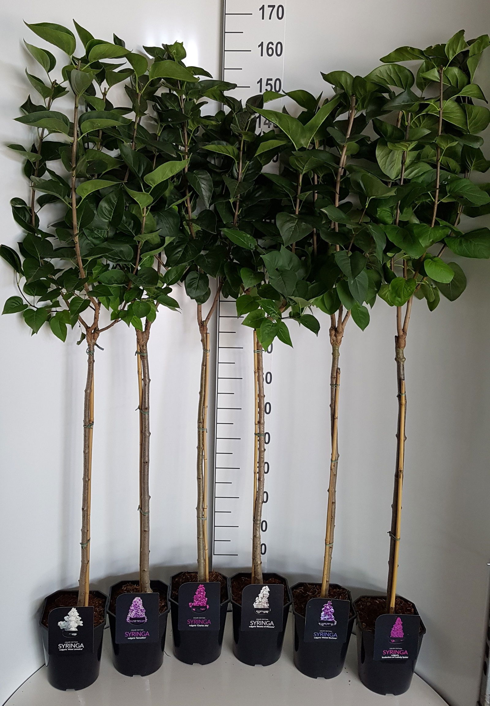 Lauko augalas Alyva, ant stiebo, daugiametis, Ø 21, 120 cm, lot. Syringa vulg stem