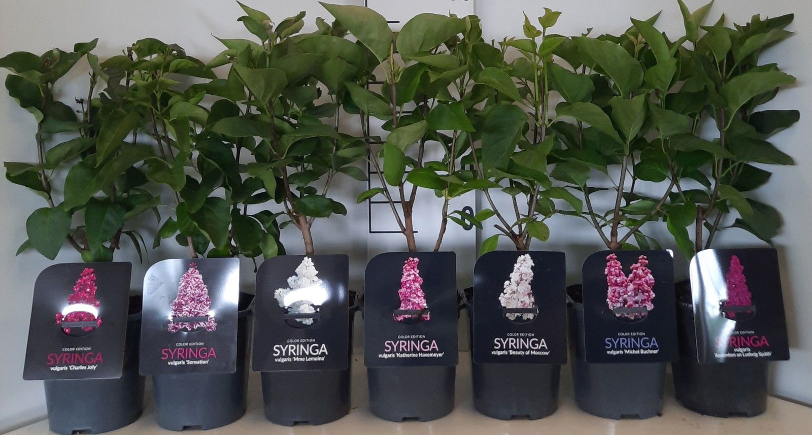 Lauko augalas Alyva, daugiametis, Ø 17, 30 cm, lot. Syringa mix