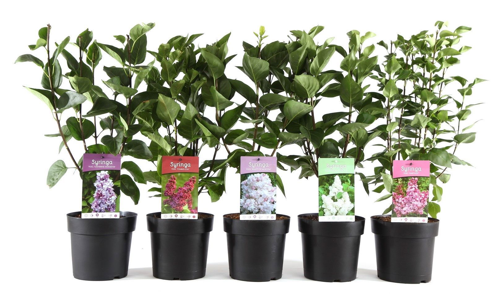 Lauko augalas Alyva, daugiametis, Ø 19, 60 cm, lot. Syringa mix
