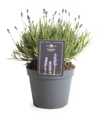 Lauko augalas levanda, daugiametis, Ø 15, 35 cm, lot. Lavandula ang. Hidcote