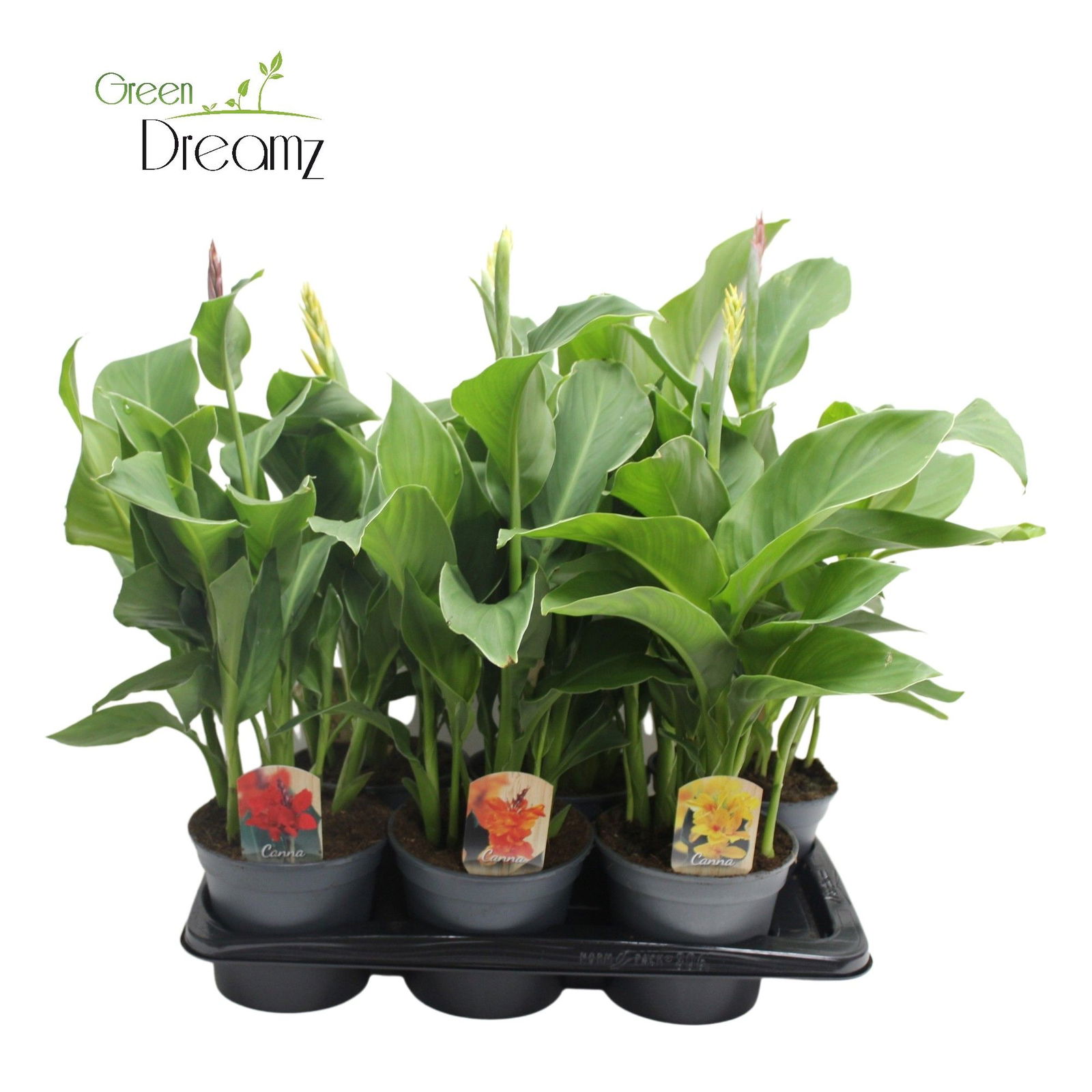 Lauko augalas kana, Ø 17, 70 cm, lot. CANNA