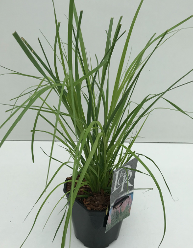Lauko augalas kortaderija, Ø 17, 50 cm, lot. Cortaderia selloana Rosea