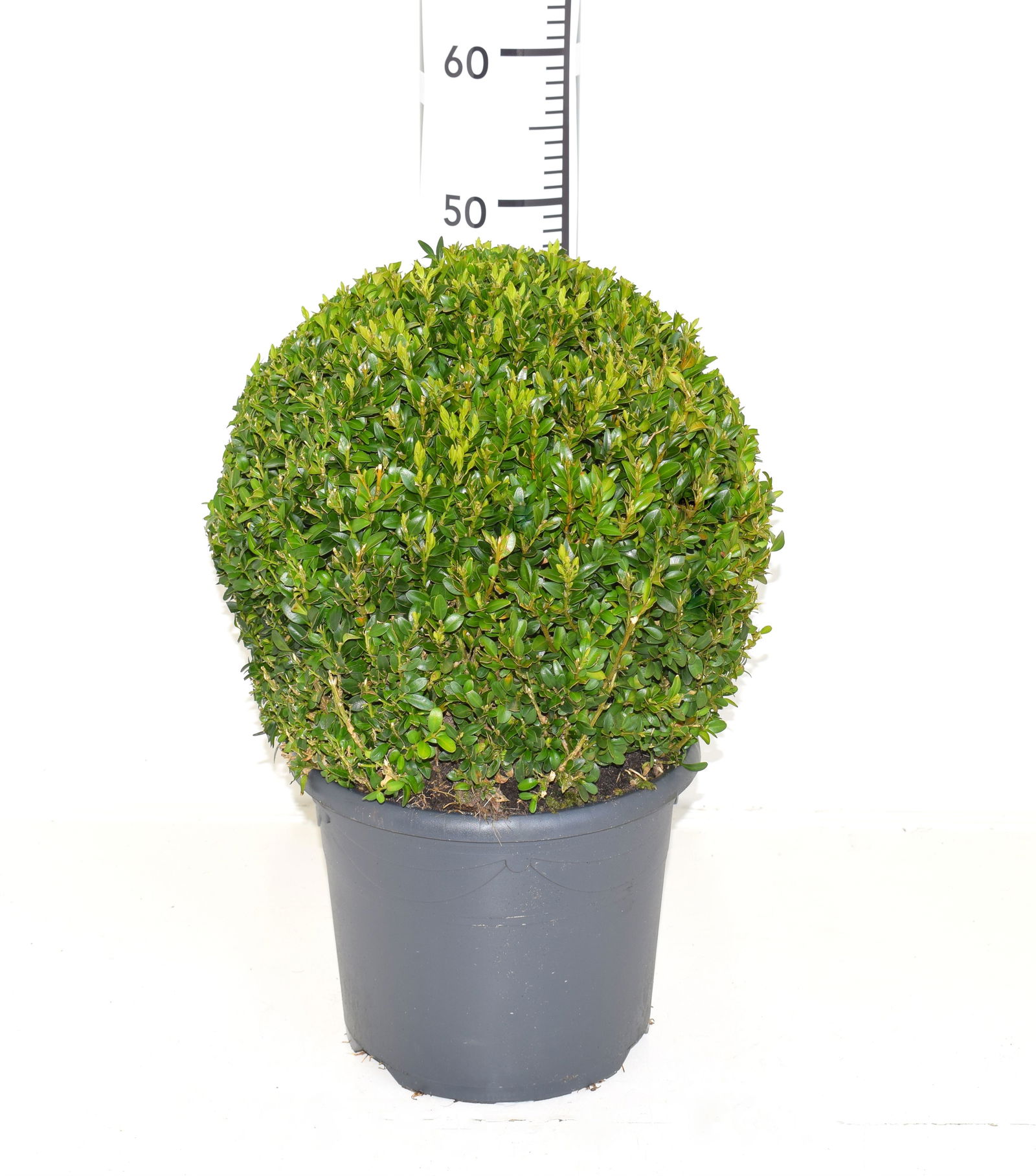 Lauko augalas buksmedis, Ø 26, 27 cm, lot. Buxus semp. Ball