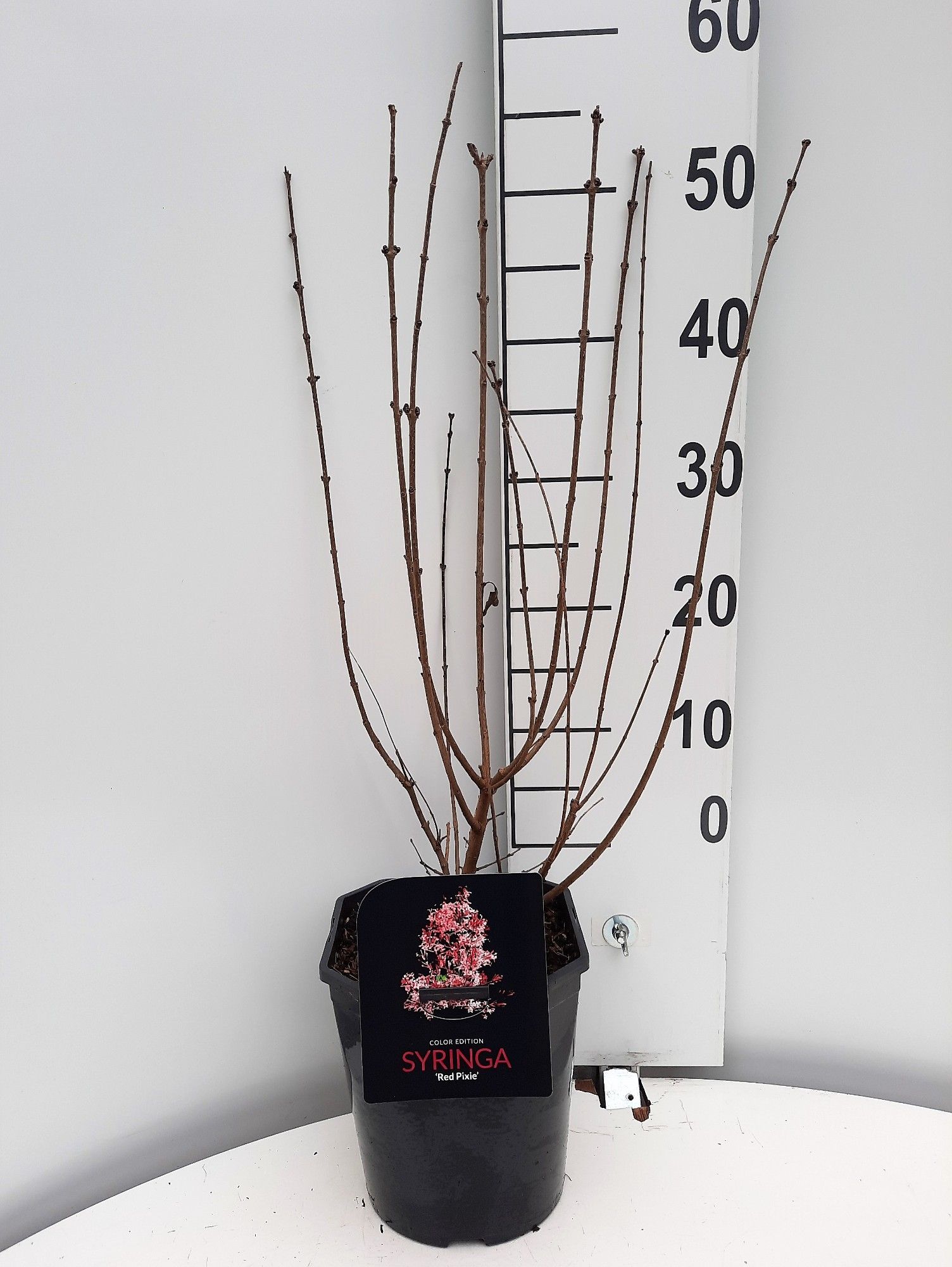 Lauko augalas Alyva, daugiametis, Ø 21, 70 cm, lot. Syringa Red Pixie