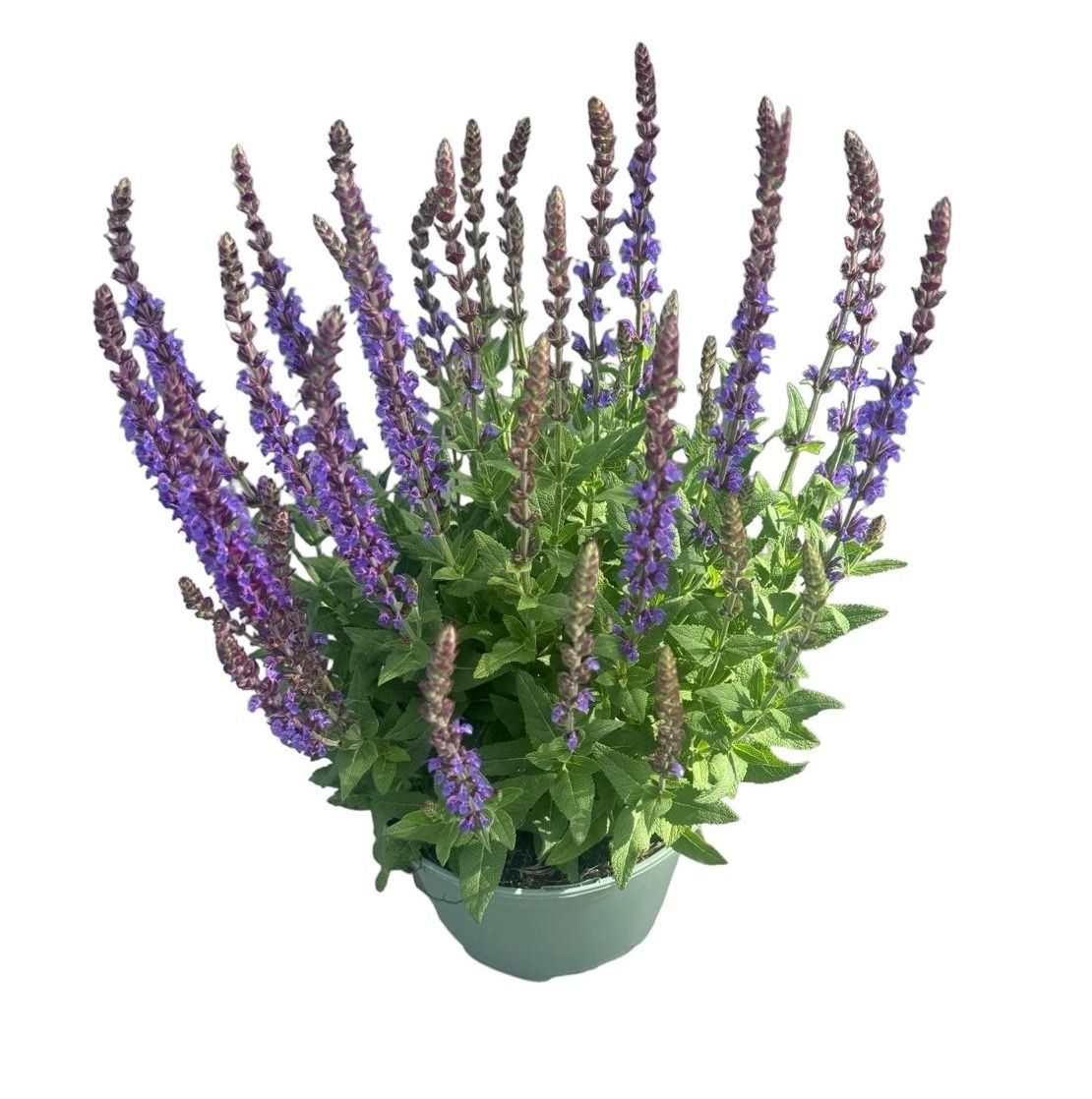 Lauko augalas Šalavijas, daugiametis, Ø 19, 40 cm, lot. Salvia nemorosa