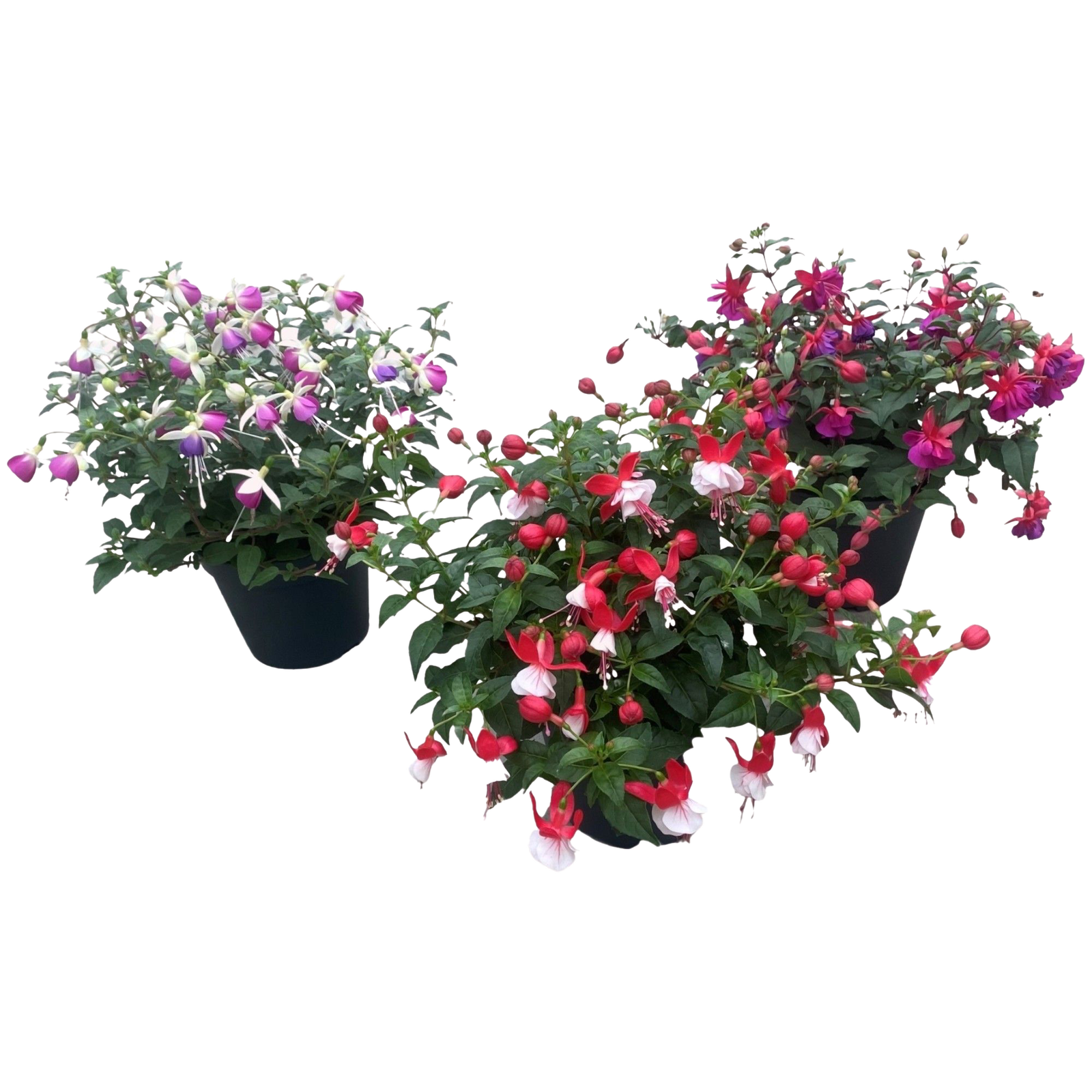 Lauko augalas fuksija, Ø 14, 30 cm, lot. Fuchsia