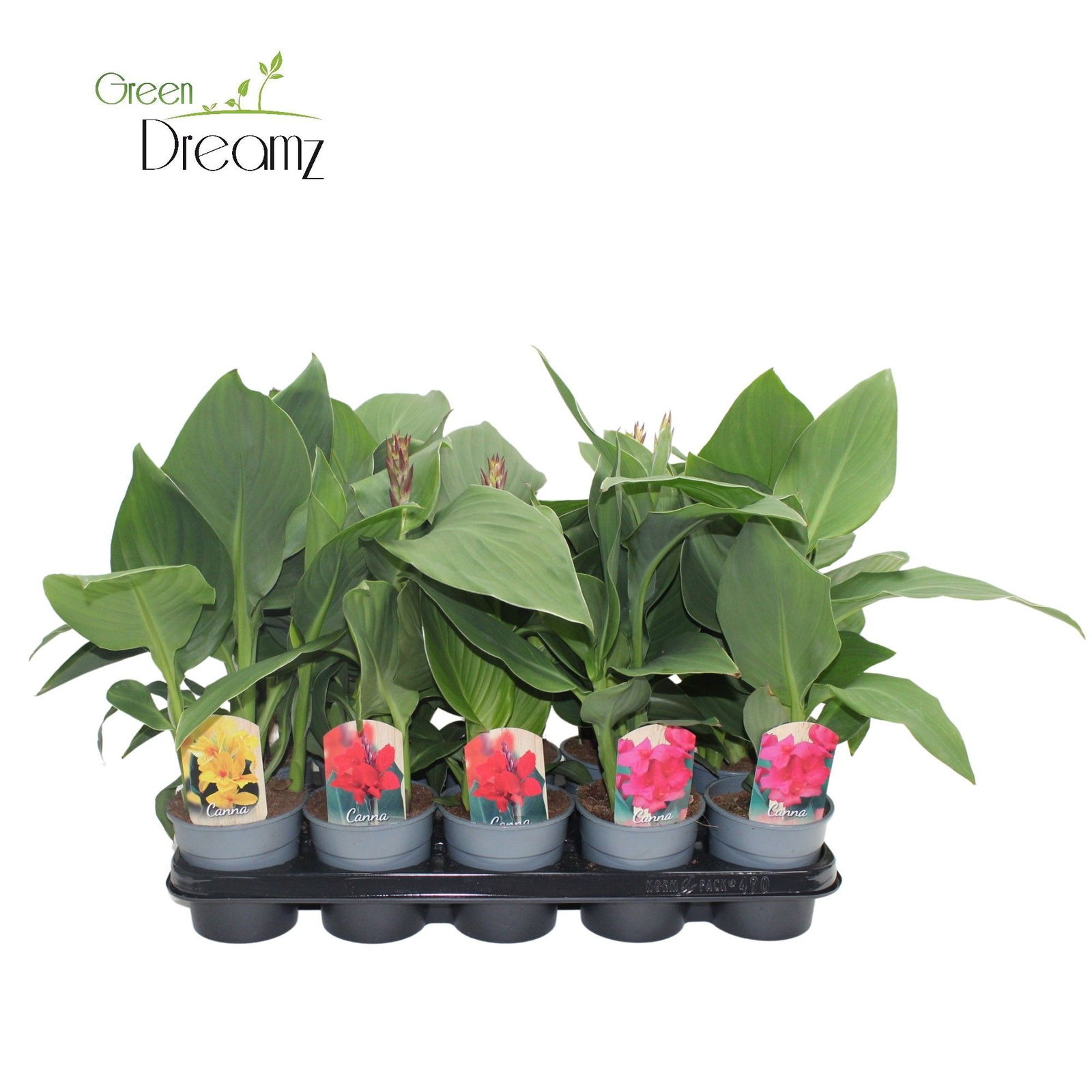 Lauko augalas kana, Ø 12, 45 cm, lot. Canna