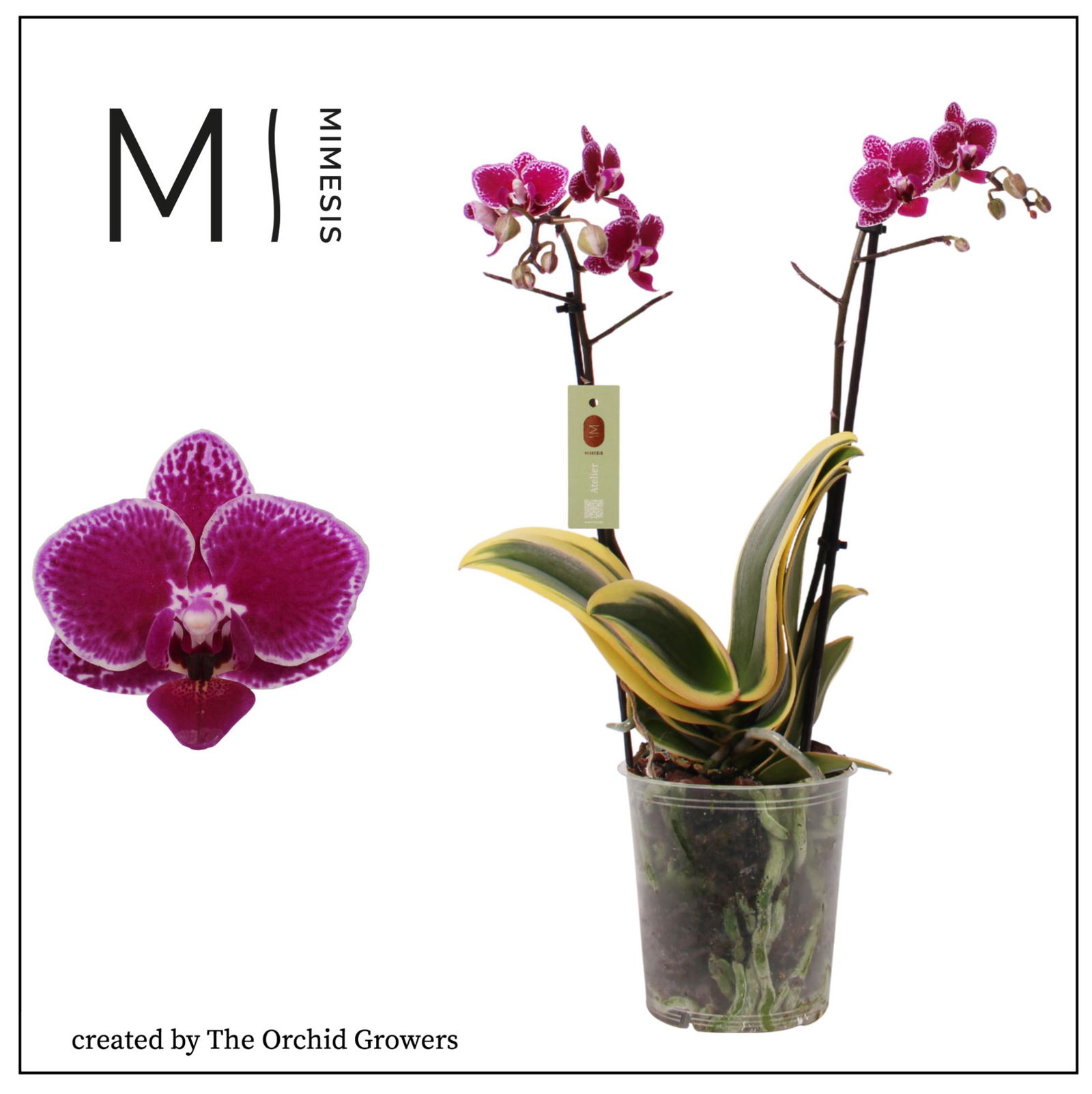 Vazoninis augalas falenopsis, Ø 12, 60 cm, lot. Phalaenopsis Mimensis Magic Leaf,2 stiebai