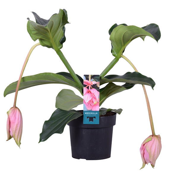 Vazoninis augalas vaškagėlė, Ø 12, 30cm, lot. Chamelaucium unc Violet Purple South on stem